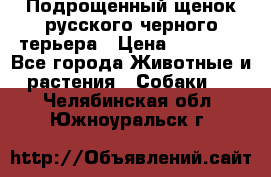 Подрощенный щенок русского черного терьера › Цена ­ 35 000 - Все города Животные и растения » Собаки   . Челябинская обл.,Южноуральск г.